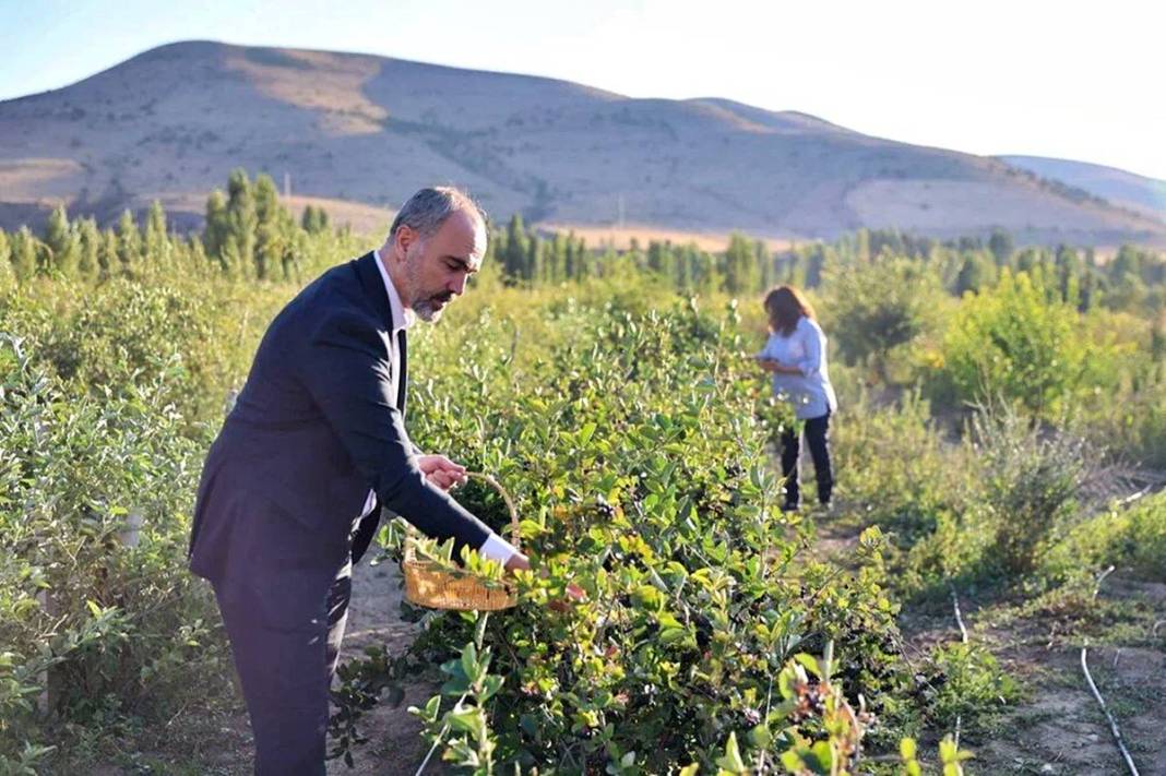 Bayburt'ta 4 yıl önce dikildi: Yüksek gelir kapısı oldu! 3